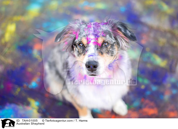 Australian Shepherd / TAH-01005