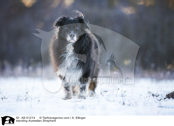 stehender Australian Shepherd / standing Australian Shepherd / AE-01214