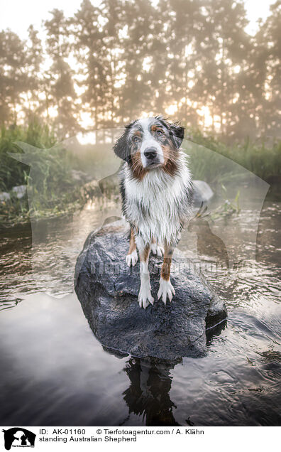 standing Australian Shepherd / AK-01160