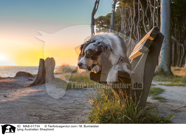 liegender Australian Shepherd / lying Australian Shepherd / MAB-01734
