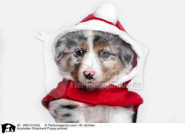 Australian Shepherd Welpe Portrait / Australian Shepherd Puppy portrait / WDV-01022