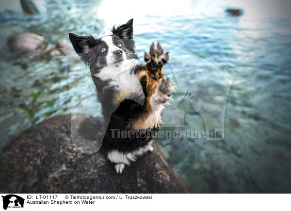 Australian Shepherd am Wasser / Australian Shepherd on Water / LT-01117