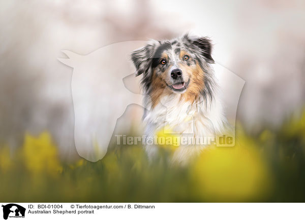 Australian Shepherd portrait / BDI-01004