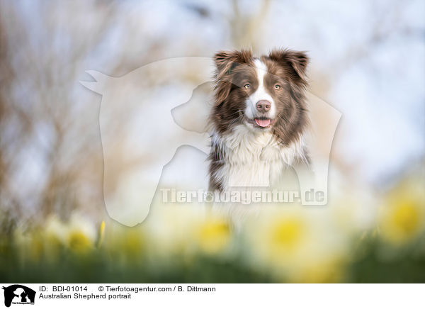 Australian Shepherd  Portrait / Australian Shepherd portrait / BDI-01014