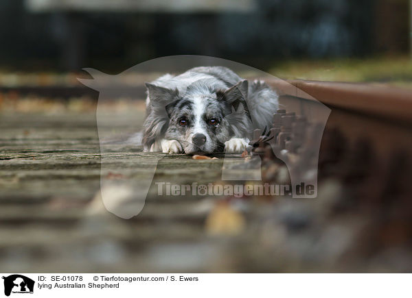 liegender Australian Shepherd / lying Australian Shepherd / SE-01078