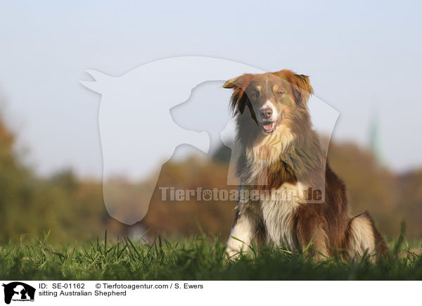 sitzender Australian Shepherd / sitting Australian Shepherd / SE-01162