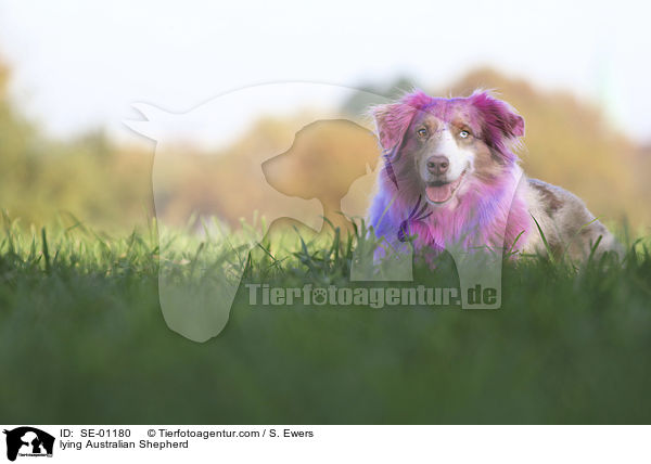 liegender Australian Shepherd / lying Australian Shepherd / SE-01180