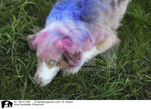 lying Australian Shepherd / SE-01184