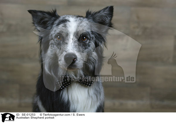 Australian Shepherd Portrait / Australian Shepherd portrait / SE-01253