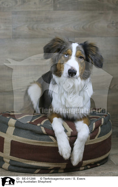 liegender Australian Shepherd / lying Australian Shepherd / SE-01286