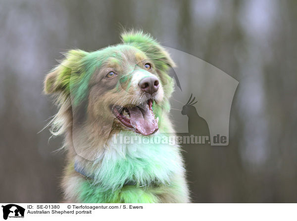 Australian Shepherd portrait / SE-01380