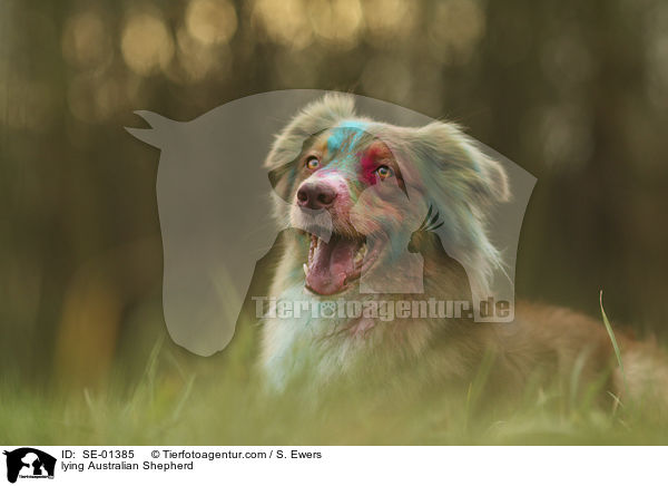 lying Australian Shepherd / SE-01385