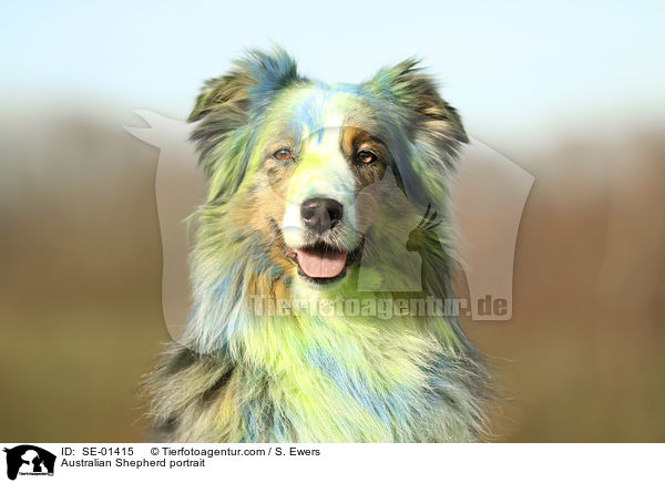 Australian Shepherd portrait / SE-01415