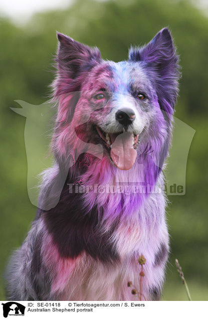 Australian Shepherd portrait / SE-01418