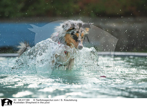 Australian Shepherd im Pool / Australian Shepherd in the pool / SK-01186