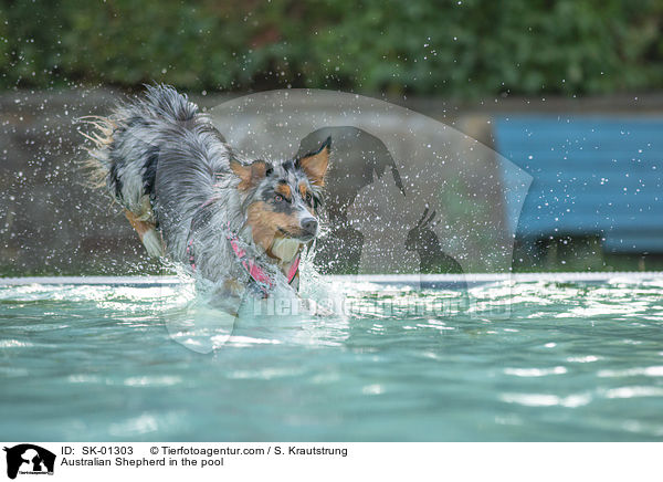 Australian Shepherd im Pool / Australian Shepherd in the pool / SK-01303
