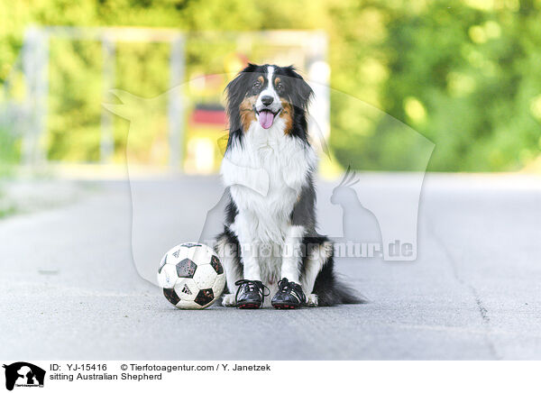sitzender Australian Shepherd / sitting Australian Shepherd / YJ-15416