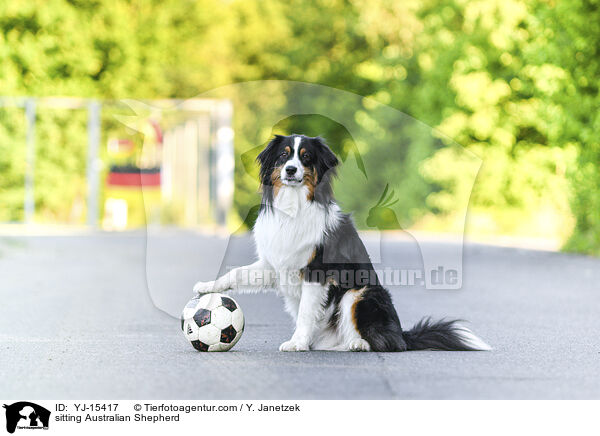sitzender Australian Shepherd / sitting Australian Shepherd / YJ-15417