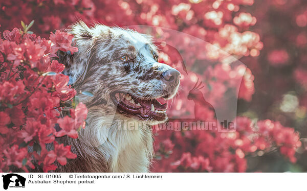 Australian Shepherd Portrait / Australian Shepherd portrait / SL-01005