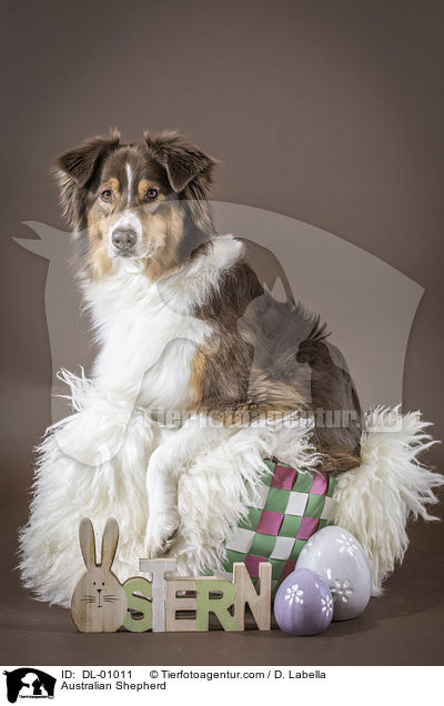 Australian Shepherd / Australian Shepherd / DL-01011