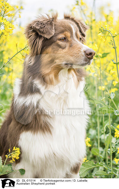 Australian Shepherd Portrait / Australian Shepherd portrait / DL-01014