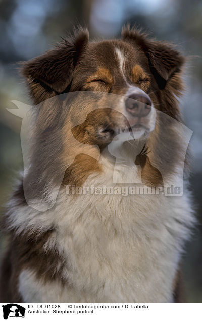 Australian Shepherd Portrait / Australian Shepherd portrait / DL-01028