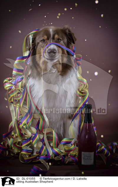 sitzender Australian Shepherd / sitting Australian Shepherd / DL-01055