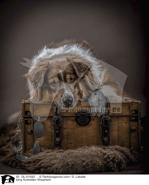 liegender Australian Shepherd / lying Australian Shepherd / DL-01092