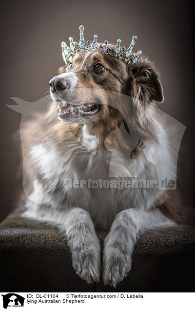 liegender Australian Shepherd / lying Australian Shepherd / DL-01104