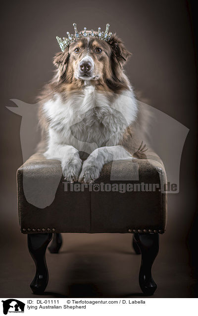 liegender Australian Shepherd / lying Australian Shepherd / DL-01111