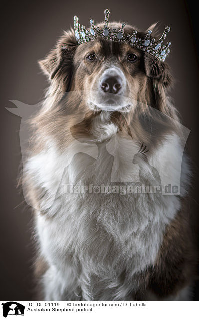 Australian Shepherd Portrait / Australian Shepherd portrait / DL-01119