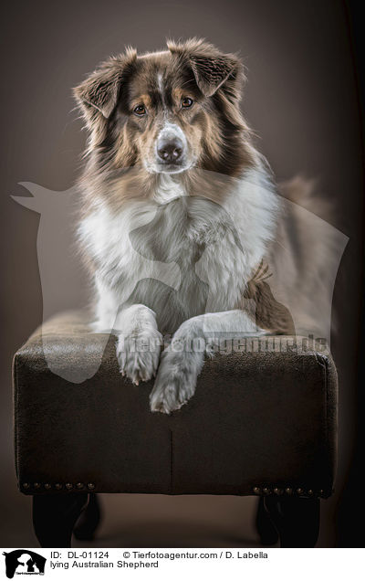 liegender Australian Shepherd / lying Australian Shepherd / DL-01124