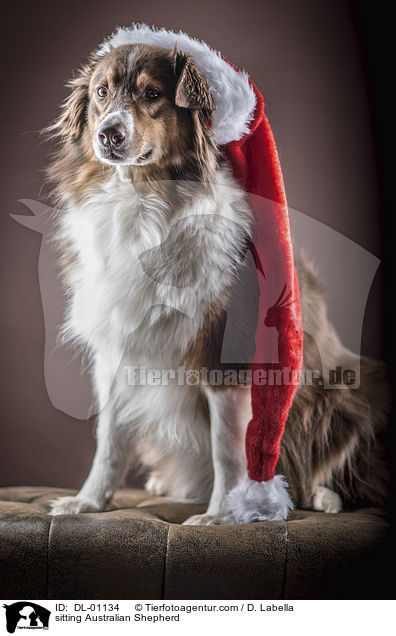 sitzender Australian Shepherd / sitting Australian Shepherd / DL-01134