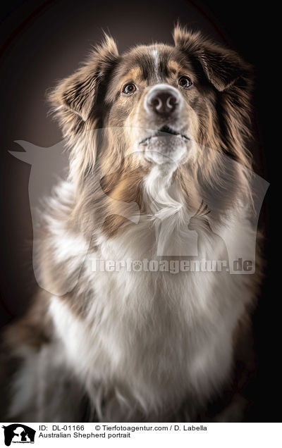 Australian Shepherd Portrait / Australian Shepherd portrait / DL-01166