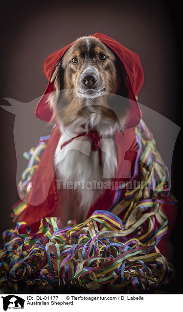 Australian Shepherd / Australian Shepherd / DL-01177