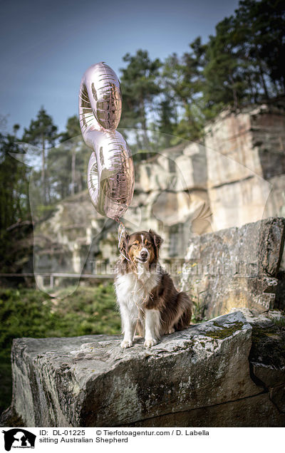 sitzender Australian Shepherd / sitting Australian Shepherd / DL-01225