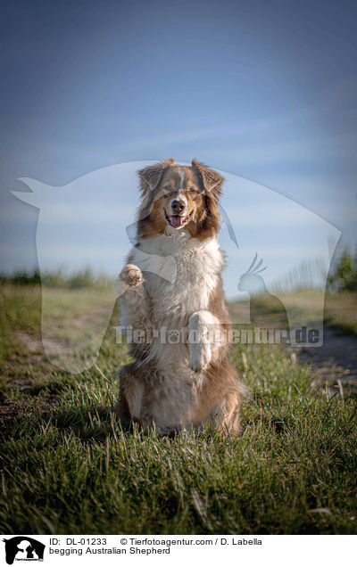 Australian Shepherd macht Mnnchen / begging Australian Shepherd / DL-01233
