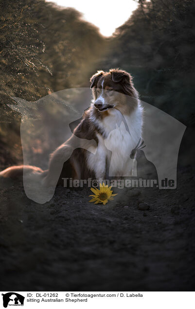 sitzender Australian Shepherd / sitting Australian Shepherd / DL-01262