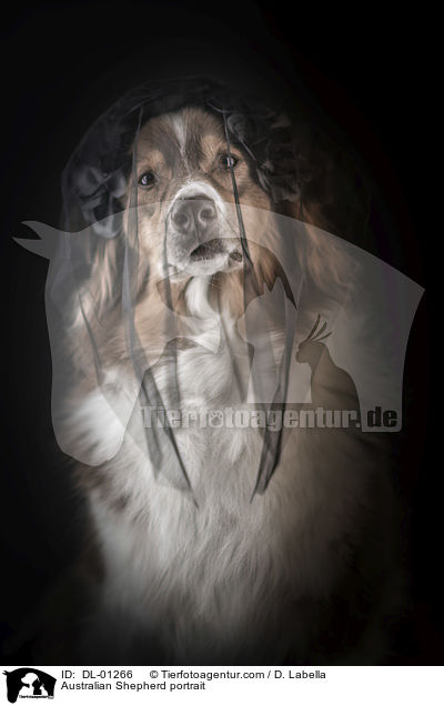 Australian Shepherd Portrait / Australian Shepherd portrait / DL-01266