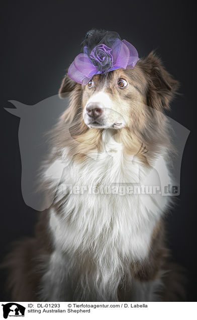 sitzender Australian Shepherd / sitting Australian Shepherd / DL-01293