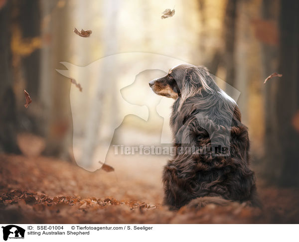 sitzender Australian Shepherd / sitting Australian Shepherd / SSE-01004