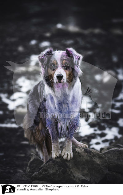 standing Australian Shepherd / KFI-01368