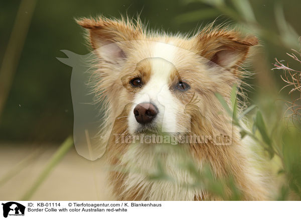 Border Collie in Farbe Australian red-white / Border Collie with color Australian red-white / KB-01114
