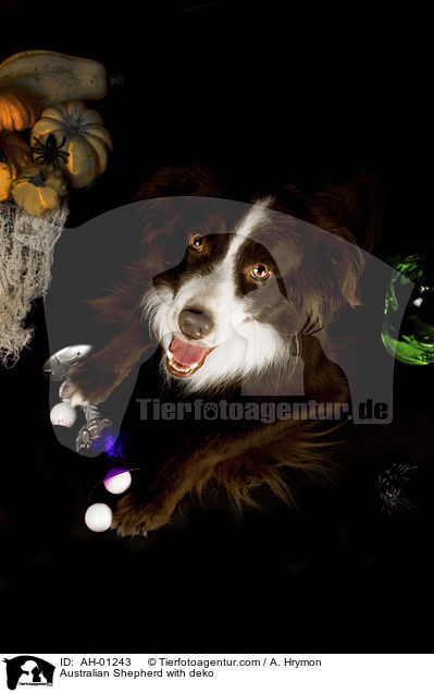 Australian Shepherd mit Deko / Australian Shepherd with deko / AH-01243