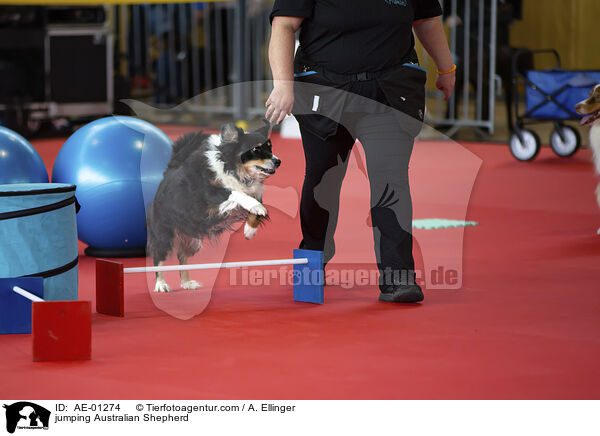 jumping Australian Shepherd / AE-01274