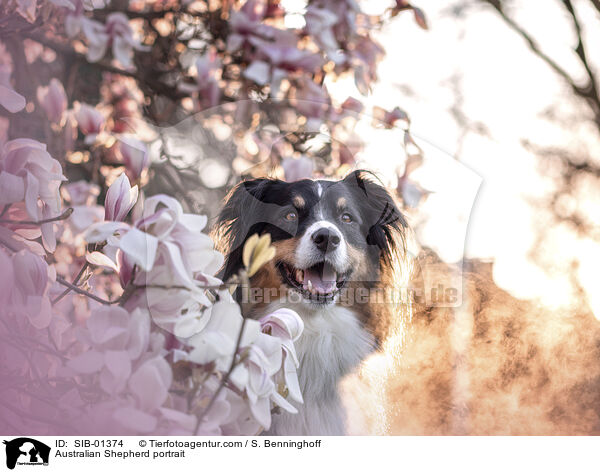 Australian Shepherd Portrait / Australian Shepherd portrait / SIB-01374