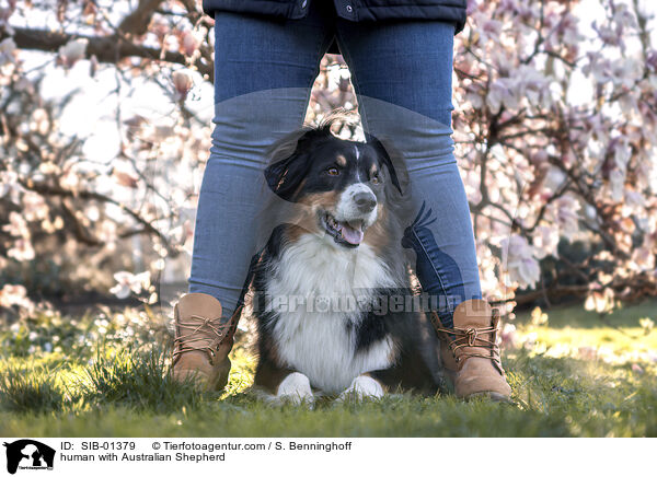 Mensch mit Australian Shepherd / human with Australian Shepherd / SIB-01379