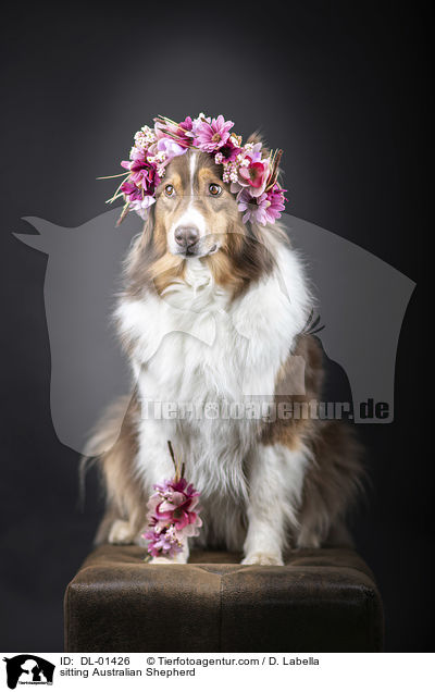 sitzender Australian Shepherd / sitting Australian Shepherd / DL-01426