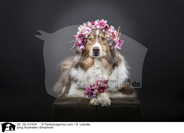 liegender Australian Shepherd / lying Australian Shepherd / DL-01434
