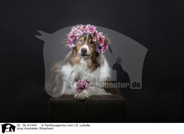 liegender Australian Shepherd / lying Australian Shepherd / DL-01445